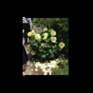 Meet your Posher, Carol